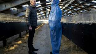 Dänemark will Nerz-Züchter mit Milliardenzahlungen entschädigen