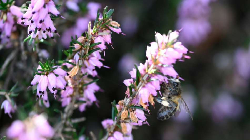 Europäischer Gerichtshof bestätigt Verbot von zwei bienenschädlichen Insektiziden