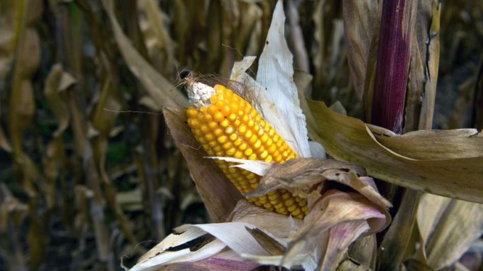 Mexiko verbannt Gen-Mais und Glyphosat von seinen Feldern