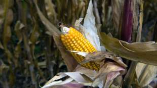 Mexiko verbannt Gen-Mais und Glyphosat von seinen Feldern