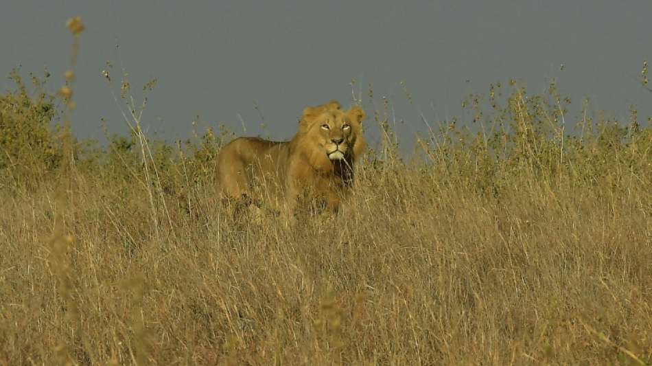 Aus Nationalpark entlaufener Löwe sorgt für Panik in Kenias Hauptstadt