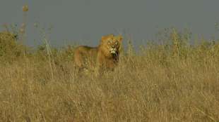 Aus Nationalpark entlaufener Löwe sorgt für Panik in Kenias Hauptstadt