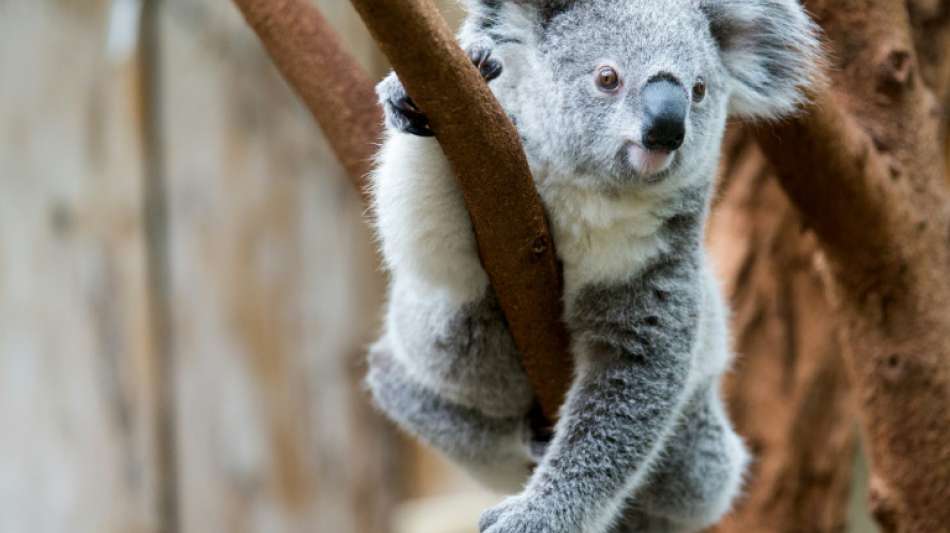 Tod hunderter seltener Koala-Bären bei Buschfeuer in Australien befürchtet