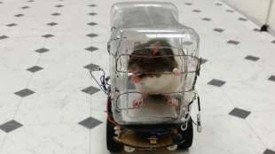 Studie: Ratten entspannen beim "Autofahren"