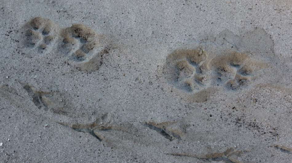 Wildhüter erschießen drei Pumas in den USA