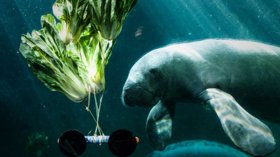 US-Beh&ouml;rden untersuchen alarmierend hohe Zahl von Manati-Todesf&auml;llen in Florida