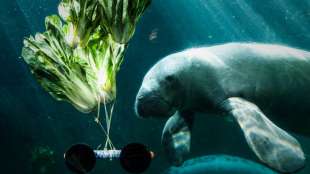 US-Behörden untersuchen alarmierend hohe Zahl von Manati-Todesfällen in Florida