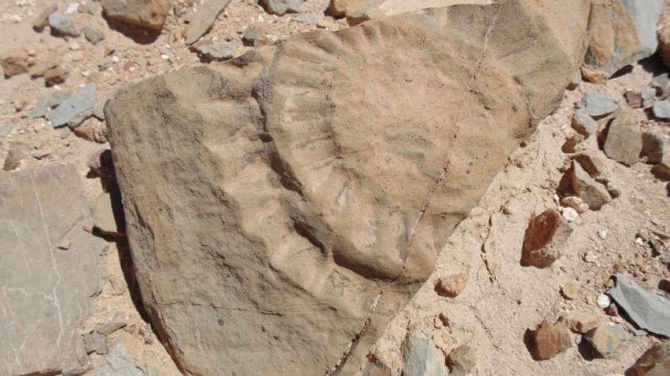 Erster Fund von 160 Millionen Jahre altem Flugsaurier in Chile best&auml;tigt