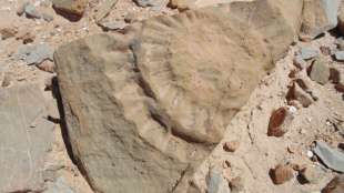 Erster Fund von 160 Millionen Jahre altem Flugsaurier in Chile best&auml;tigt