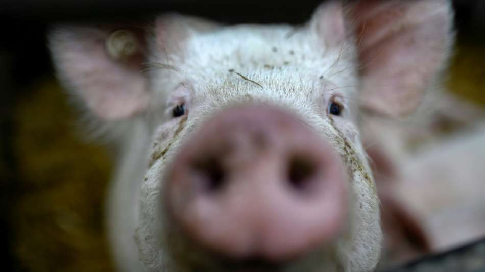 Regierung verspricht 300 Millionen Euro für Stallumbauten für mehr Tierwohl