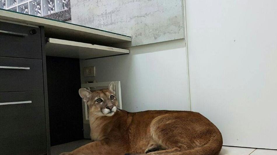 Brasilien - São Paulo: Ein Puma unter dem Schreibtisch