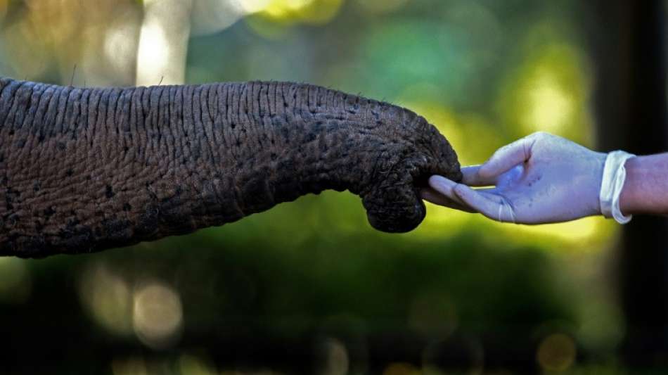 Rüssel mit Staubsauger-Funktion