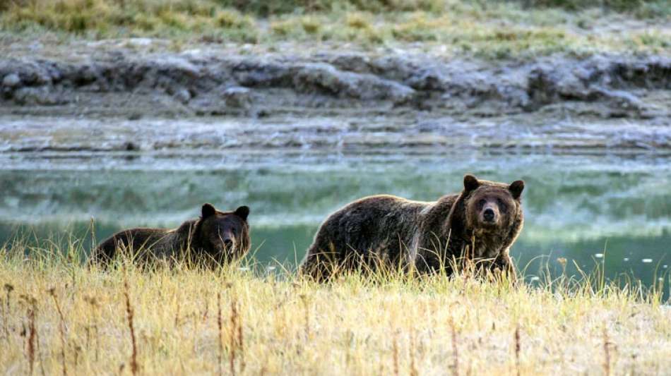 US-Amerikanerin muss wegen B&auml;renfoto aus n&auml;chster N&auml;he f&uuml;r vier Tage ins Gef&auml;ngnis