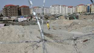 Großbritannien genehmigt Charterflug von Katzen und Hunden aus Kabuler Tierheim