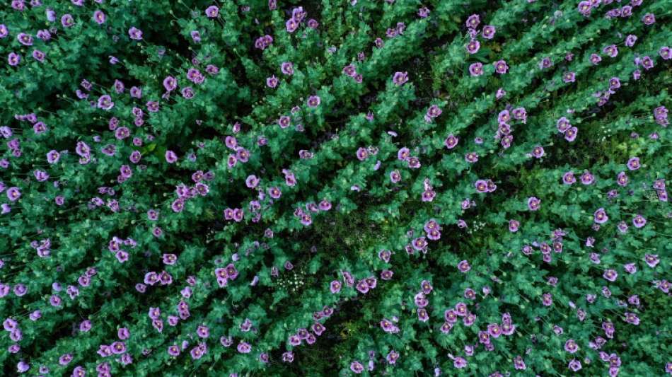 Klöckner kündigt höheren Ausgleich für Bauern beim Insektenschutz an