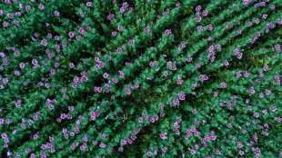 Klöckner kündigt höheren Ausgleich für Bauern beim Insektenschutz an