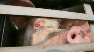 Tierschutzbund hält höhere Fleisch-Mehrwertsteuer für ungeeignet
