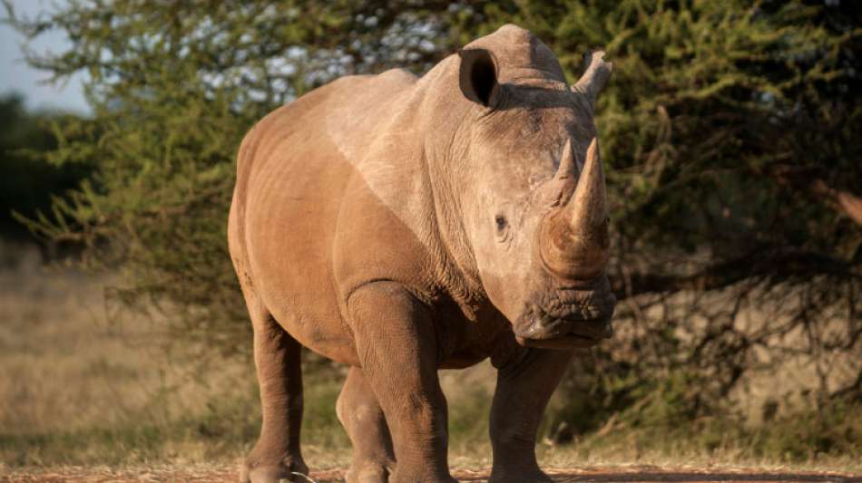 Elefanten trampeln mutma&szlig;lichen Wilderer in S&uuml;dafrika zu Tode
