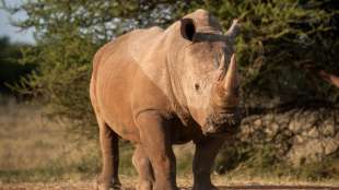 Elefanten trampeln mutma&szlig;lichen Wilderer in S&uuml;dafrika zu Tode
