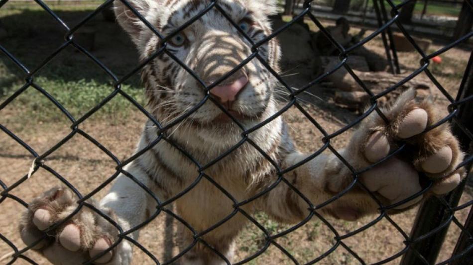 Tiger-Nachwuchs in Mexiko nach französischem Fußballer Gignac benannt