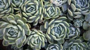 Frau schmuggelt hundert Kakteen an ihrem Körper nach Neuseeland