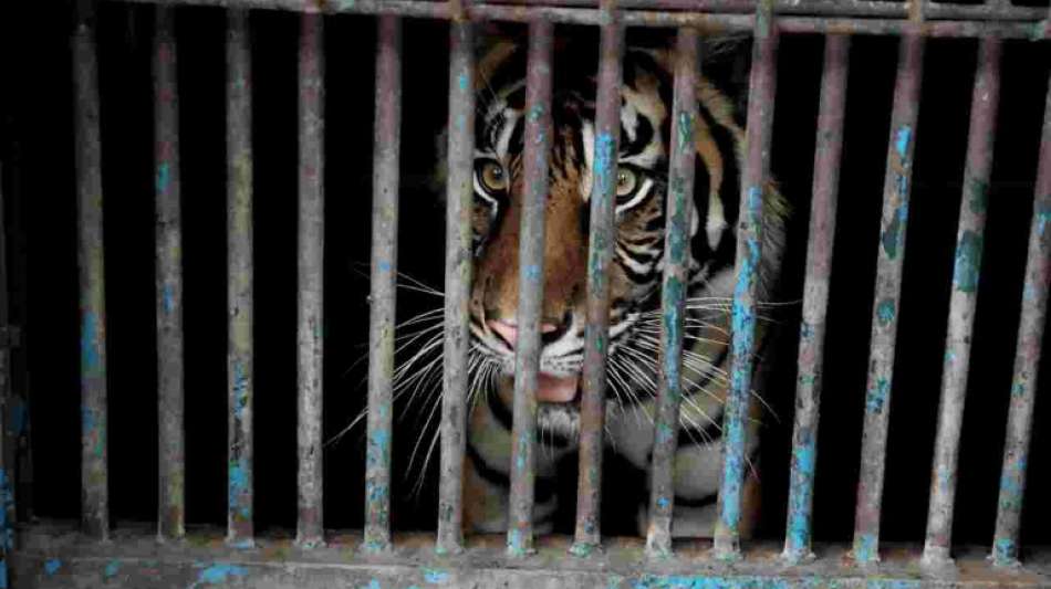 Sumatra-Tiger in indonesischem Zoo an Covid-19 erkrankt