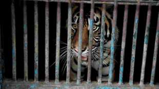 Sumatra-Tiger in indonesischem Zoo an Covid-19 erkrankt