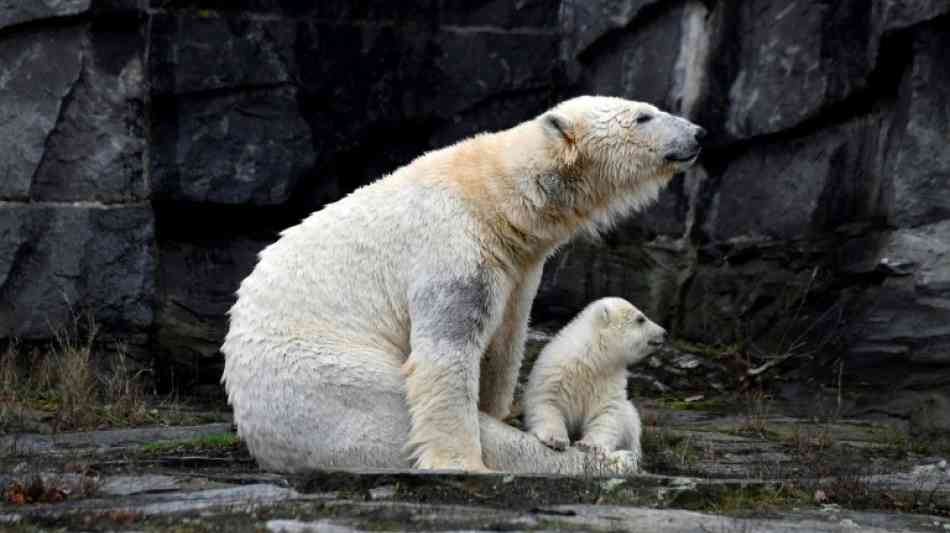 Berliner Eisbärenmädchen wird getauft