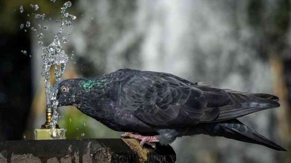 US-Forscher: Tauben sind eitaus intelligenter als bisher angenommen