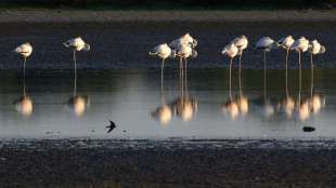 UN-Artenschutzentwurf: Mindestens 30 Prozent der Welt sollen Schutzgebiet werden