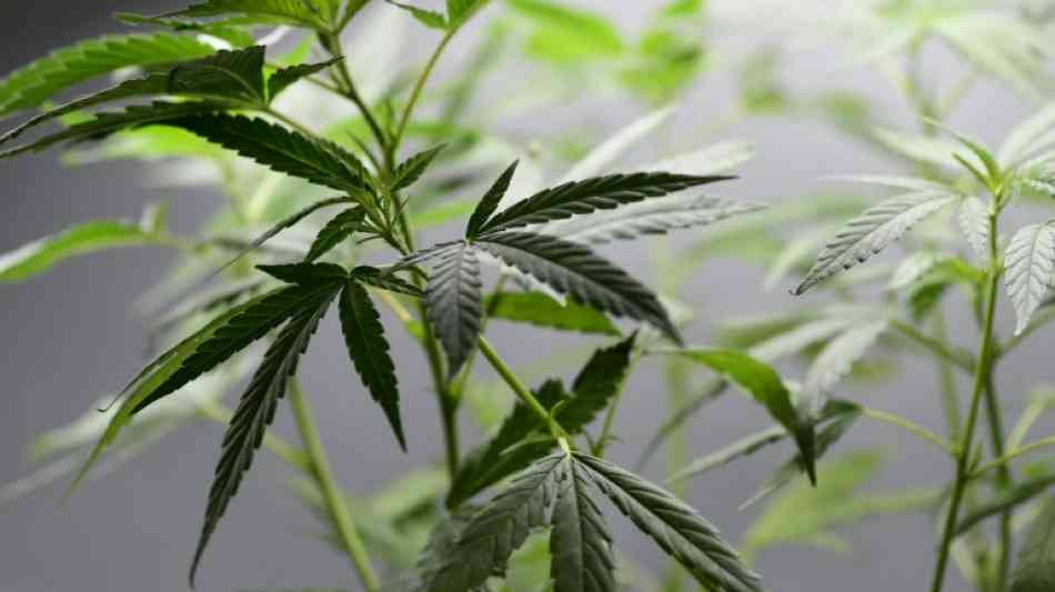 Drogenbeauftragte warnt vor Verharmlosung von Cannabis