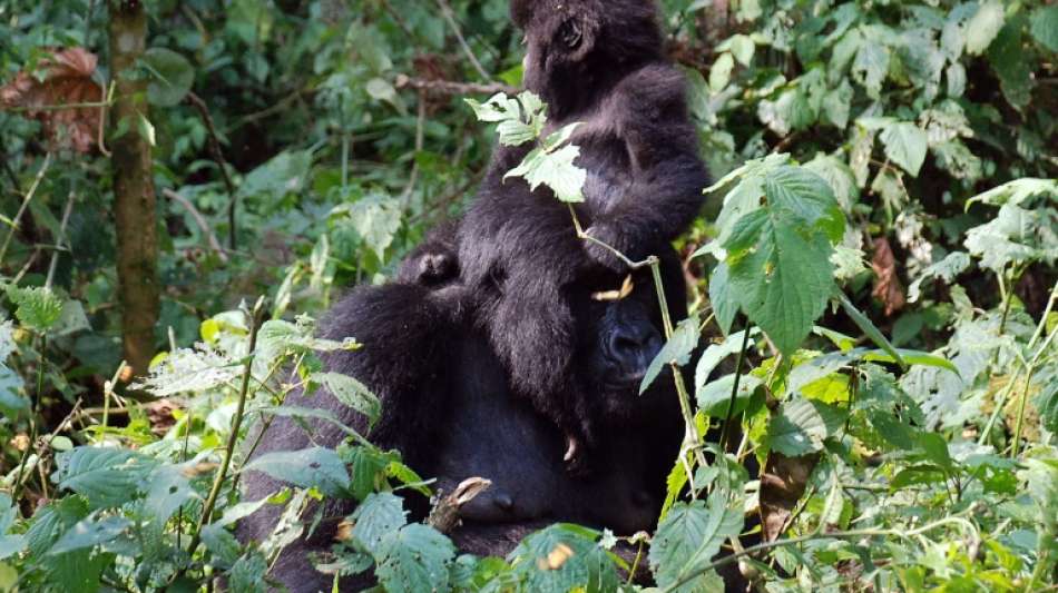 Mutma&szlig;licher M&ouml;rder von 19 Rangern aus Virunga-Nationalpark gefasst