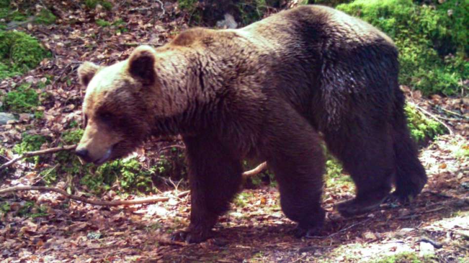 Bär tötet Spaziergänger in der Slowakei