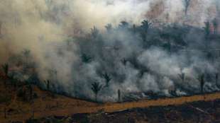 WWF: Zwischen 2004 und 2017 in Hotspots 43 Millionen Hektar Regenwald zerst&ouml;rt