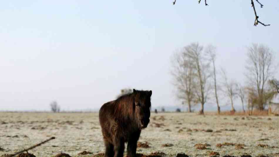 Österreich: Im Auto - Achtung Shetlandpony an Bord