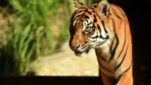 Tiger beißt Pfleger rechten Arm und linke Hand ab