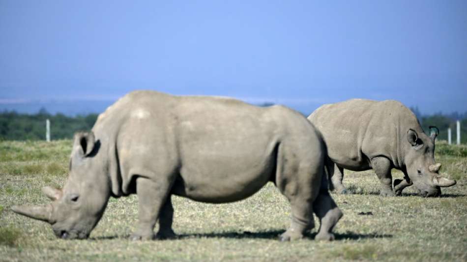 R&uuml;ckschlag im Rettungsprogramm f&uuml;r N&ouml;rdliches Breitmaulnashorn