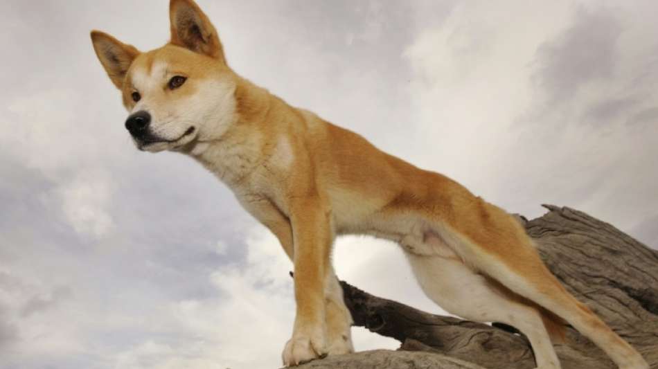 Australien ändert nach einer Reihe von Angriffen Umgang mit Dingos