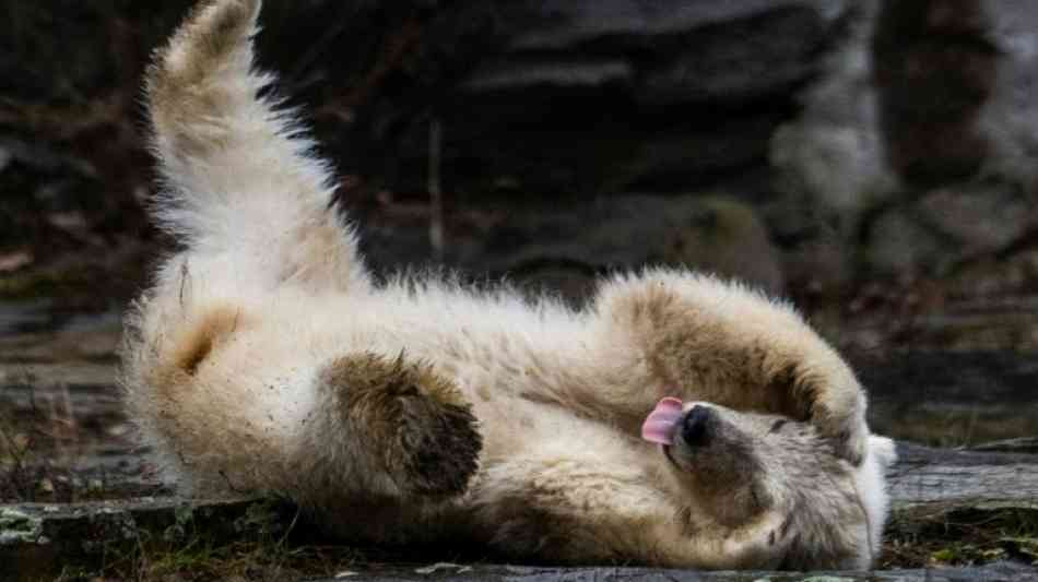 Berliner Eisbärenbaby bekommt einen Namen