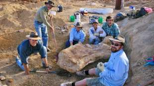 Australische Forscher identifizieren anhand von Knochenfunden neue Saurierart