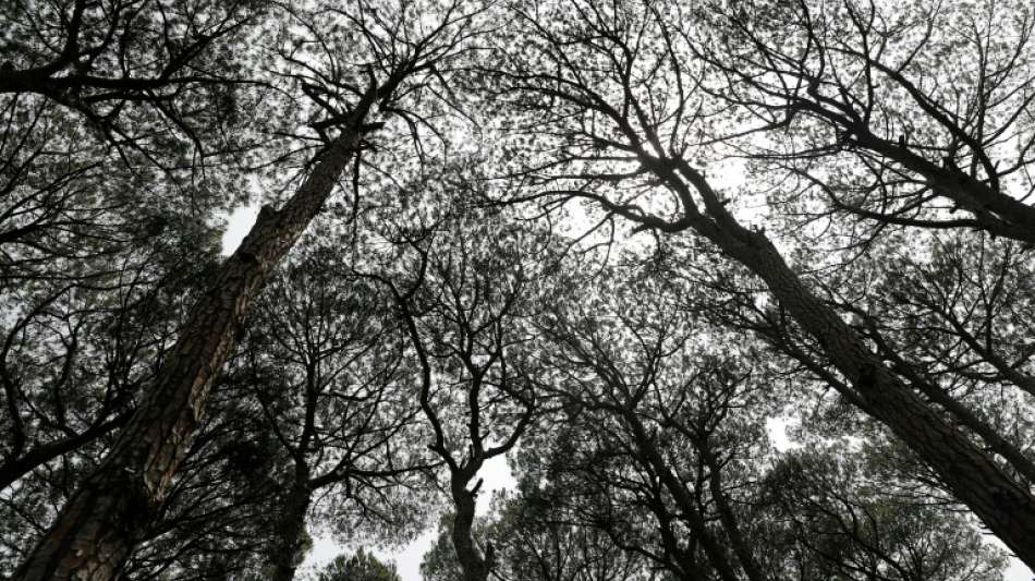 Bundesgerichtshof entscheidet Nachbarschaftsstreit um herabgefallene Kiefernnadeln