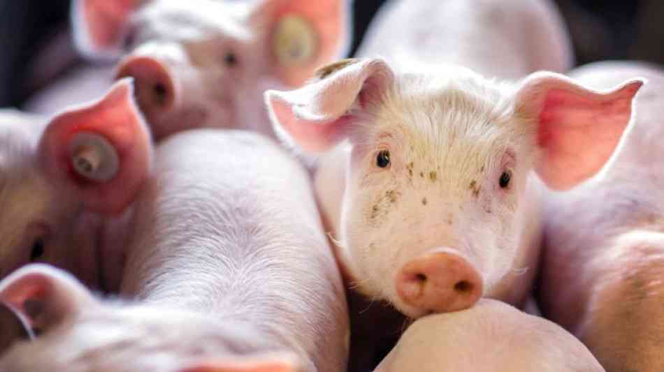 Künast kritisiert Klöckners Politik zum Tierwohl