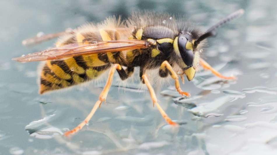 Wanderer verletzt sich bei Flucht vor wütenden Wespen in Nordrhein-Westfalen