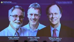 Medizinnobelpreis geht an drei Zellforscher aus den USA und Großbritannien
