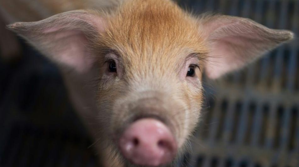Schweine als Organspender: Forscher nehmen große Hürde