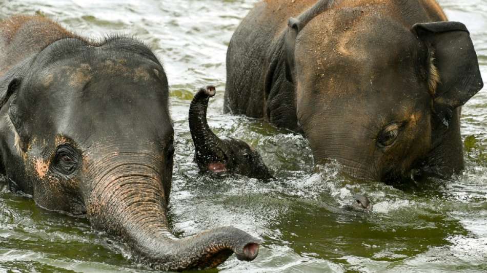 Elefantenherde in China verursacht hohe Ernteschäden