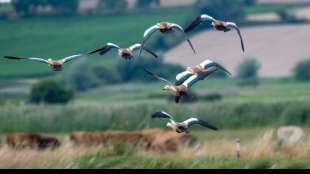 Grüne fordern Notprogramm für Artenvielfalt bei Vögeln