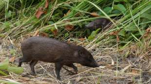 Bedrohte Zwergwildschweine in Indien in freie Wildbahn entlassen