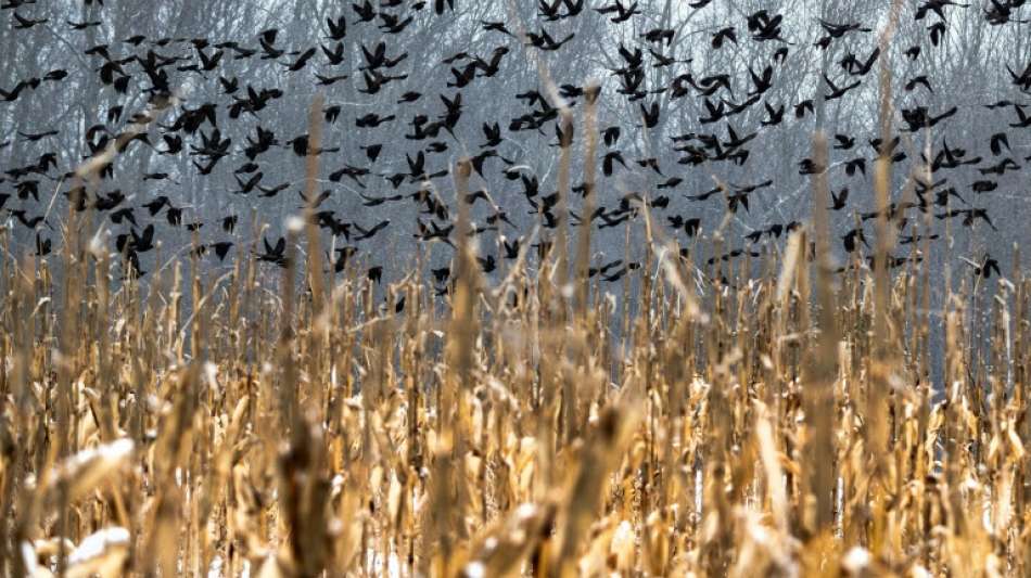Traditionelle Leimrutenjagd darf versehentlich gefangenen V&ouml;geln keine Sch&auml;den zuf&uuml;gen