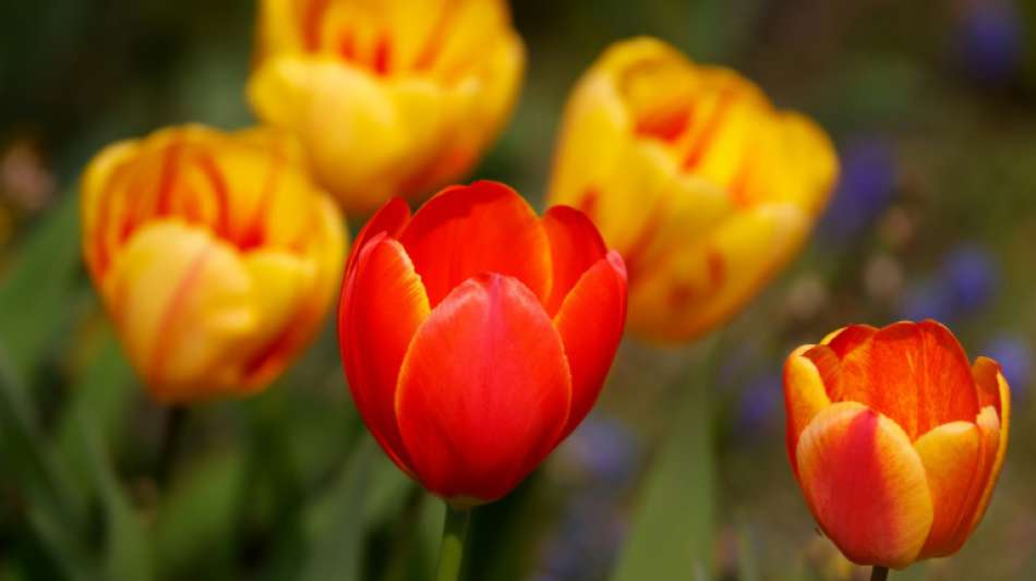 Bundesgartenschau in Erfurt wird er&ouml;ffnet